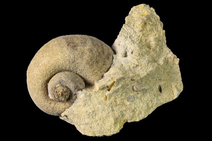 Ordovician Gastropod (Holopea) Fossil - Wisconsin #162981
